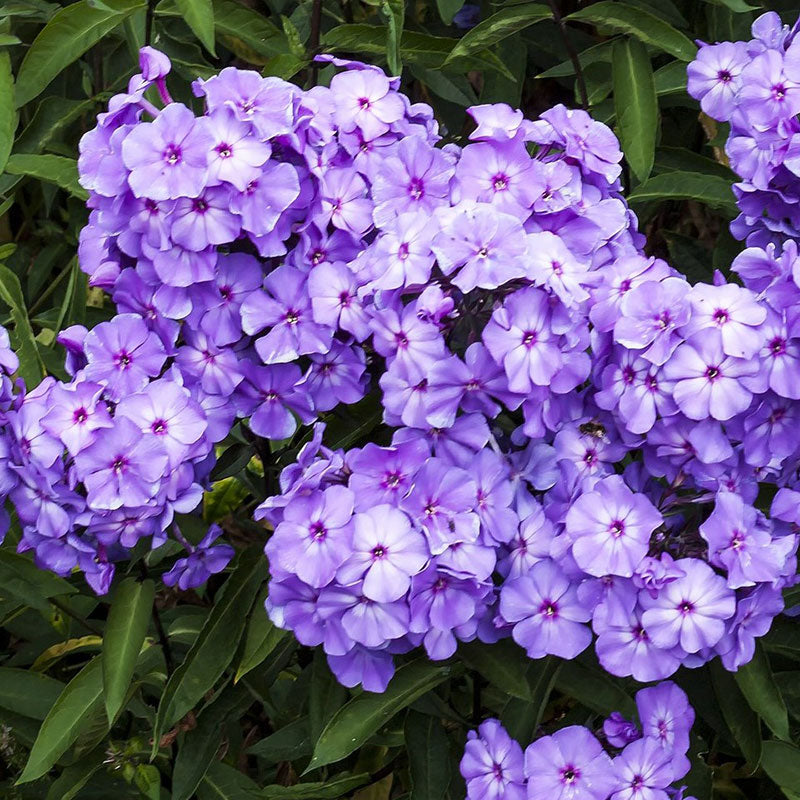 Phlox blue paradise with purple blooms and green foliage under soft natural light.