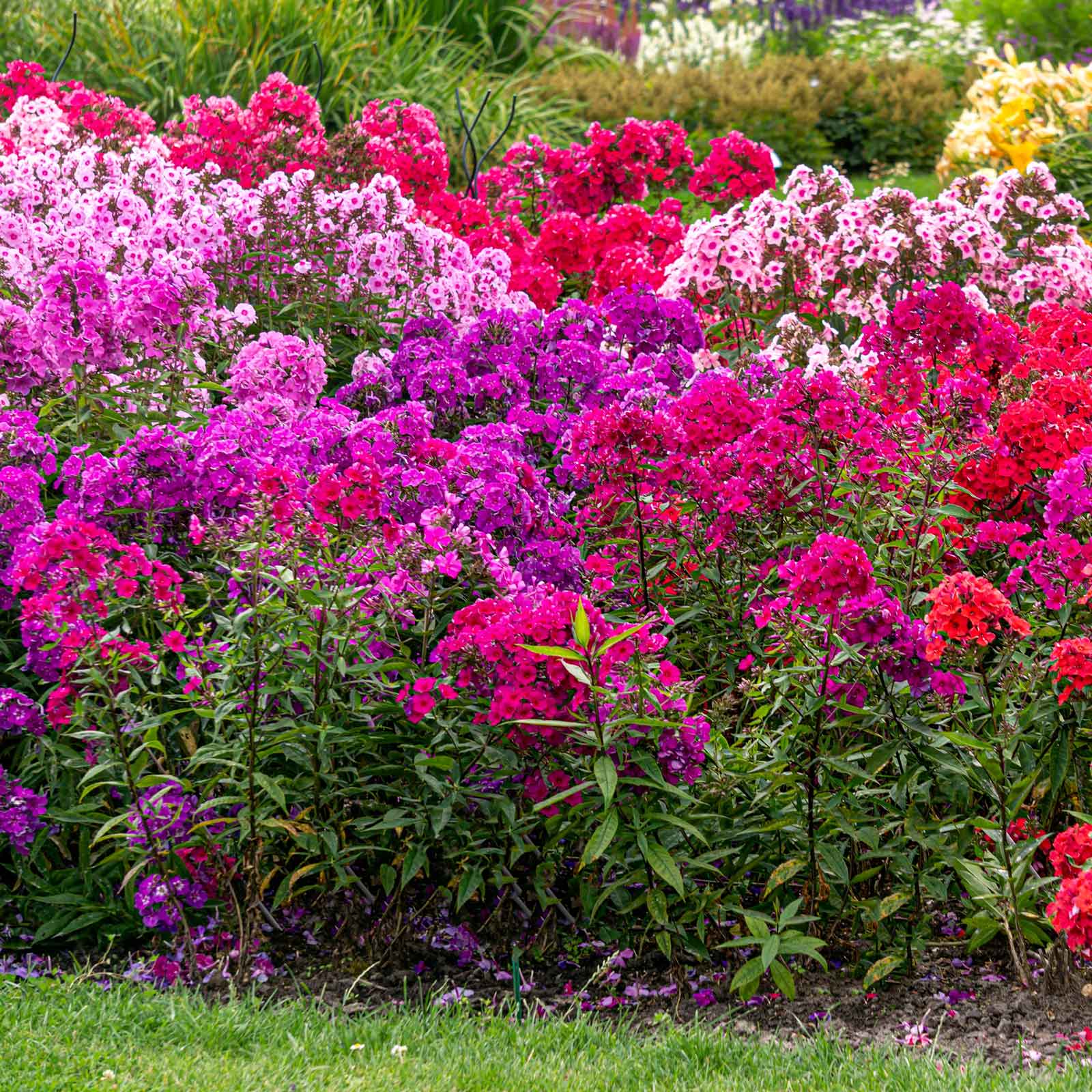 Phlox mix with pink, purple, and white blooms spread across a sunny garden.