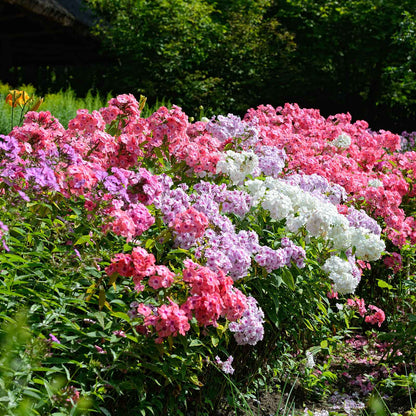 Pink phlox mix close-up with lush green leaves in a colorful garden setting.