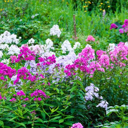 Phlox mix with pink and white blooms in a bright sunny garden setting.