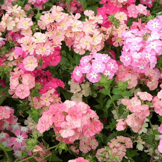 Phlox root pastel mix with soft pink and peach blooms and green foliage in a garden.