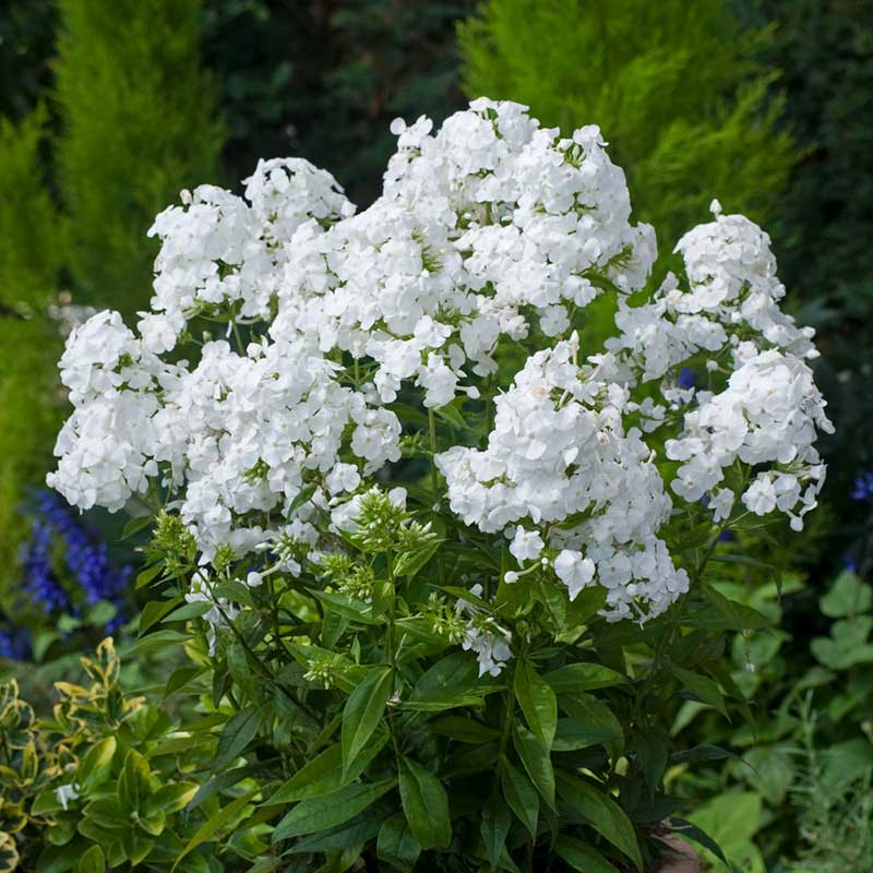 White phlox david flowers in a large cluster against a soft blurred green background. | copyright: Floramedia UK Ltd