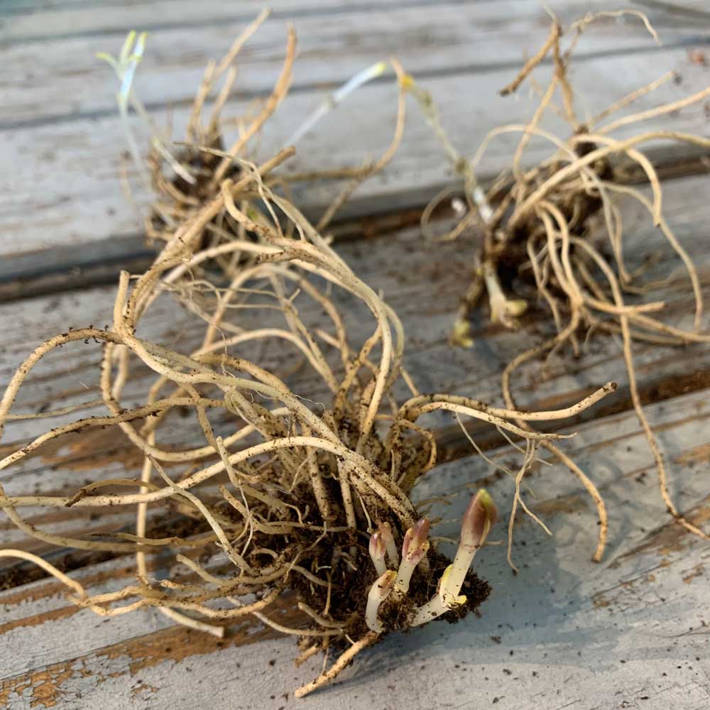 Phlox roots with tan fibrous texture bundled together on a wooden surface.
