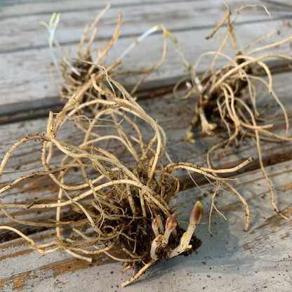 Phlox roots with tan fibrous texture bundled together on a wooden surface.