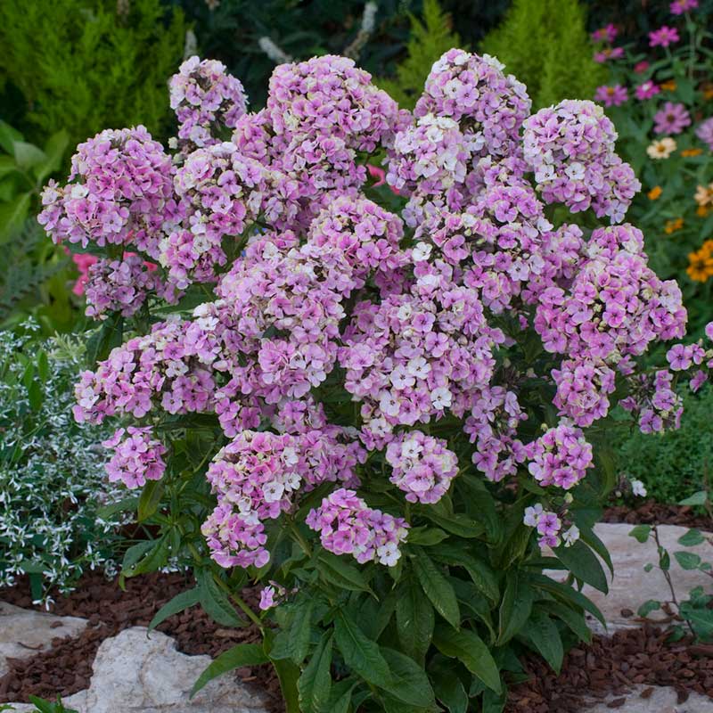 Phlox sherbet blend with soft pink blooms in a cluster against a blurred green background. | copyright: Floramedia UK Ltd