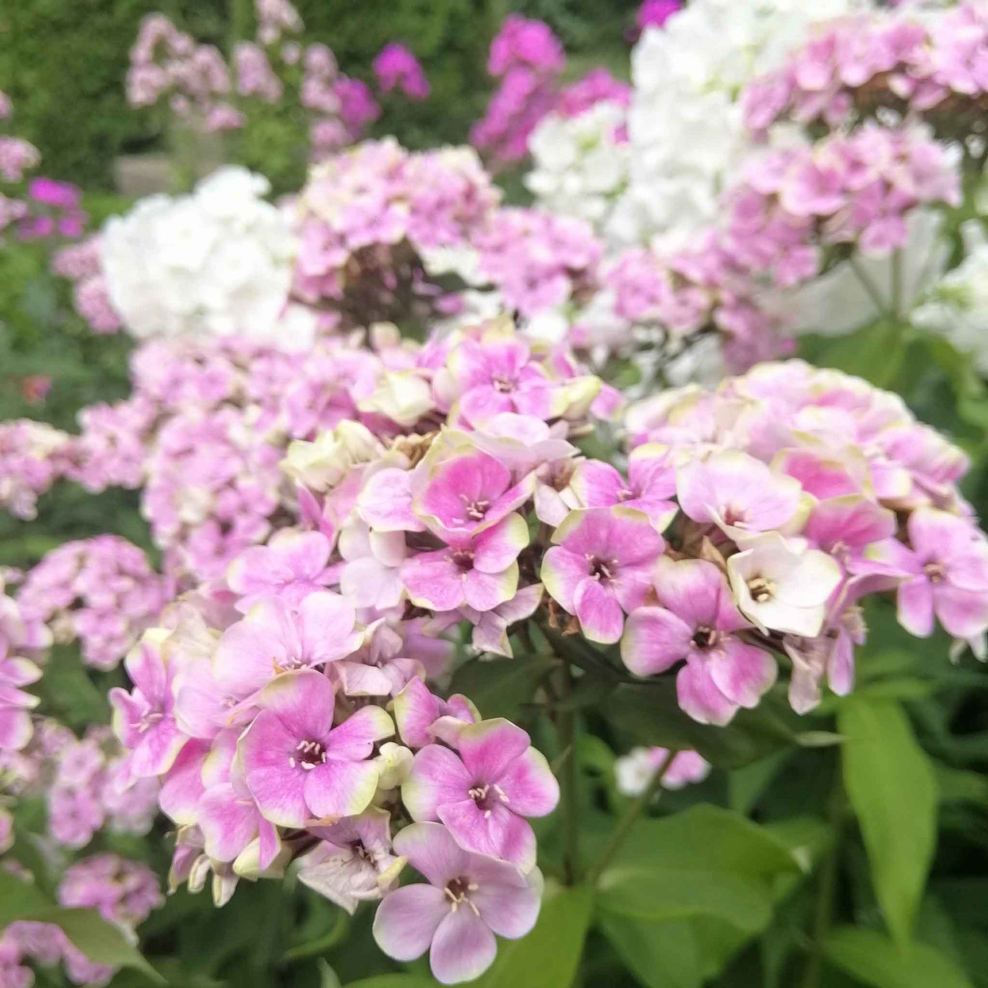 Phlox sherbet blend with pink, yellow, and orange petals among green foliage in a garden.