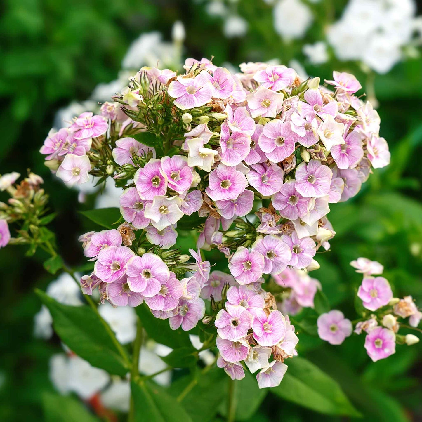 Phlox sherbet blend with pink, orange, and yellow blooms in bright sunlight and green leaves.
