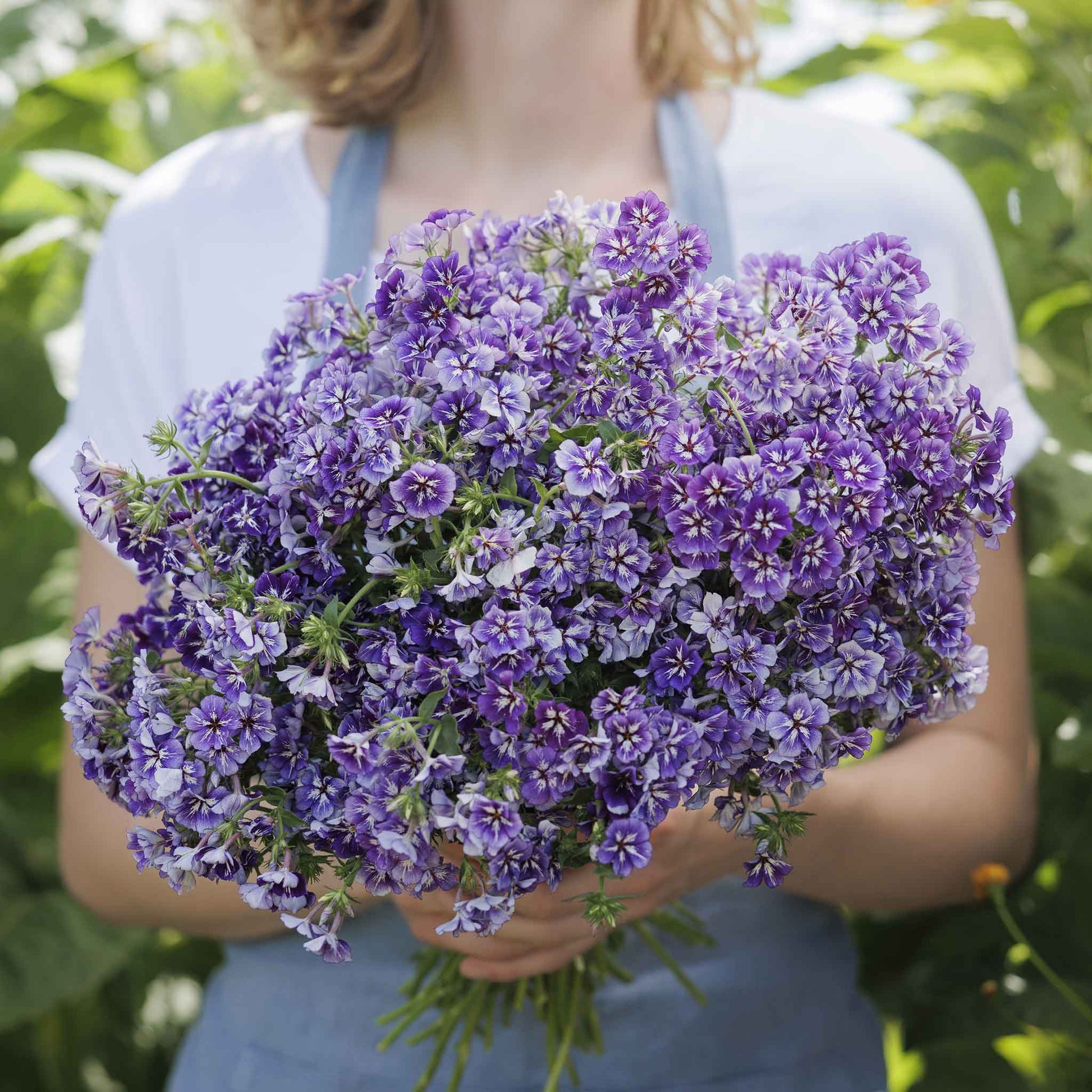 Phlox sugar star purple blooms held in a bouquet against a plain backdrop.