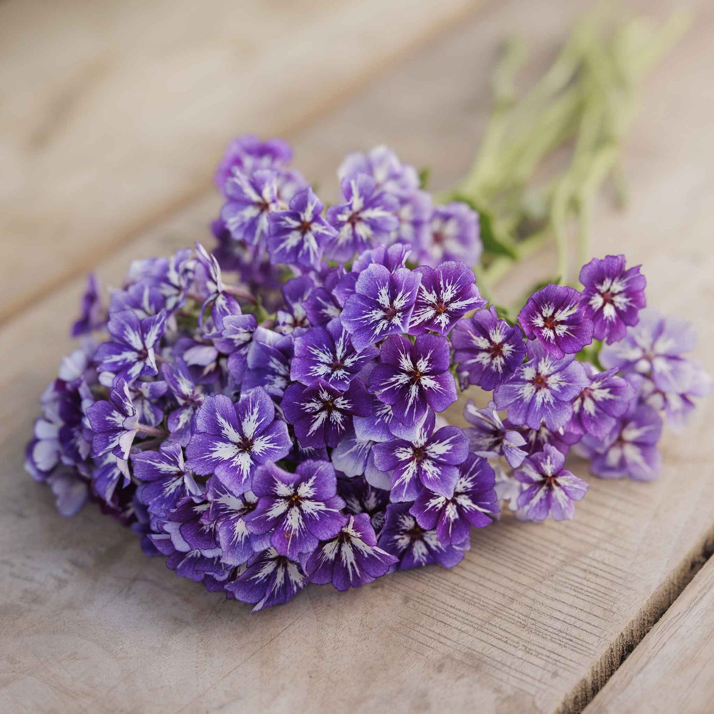 Phlox sugar star soft purple blooms held in a bouquet on a plain surface.