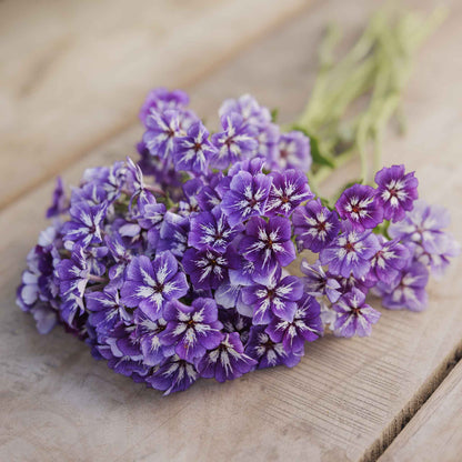 Phlox sugar star soft purple blooms held in a bouquet on a plain surface.