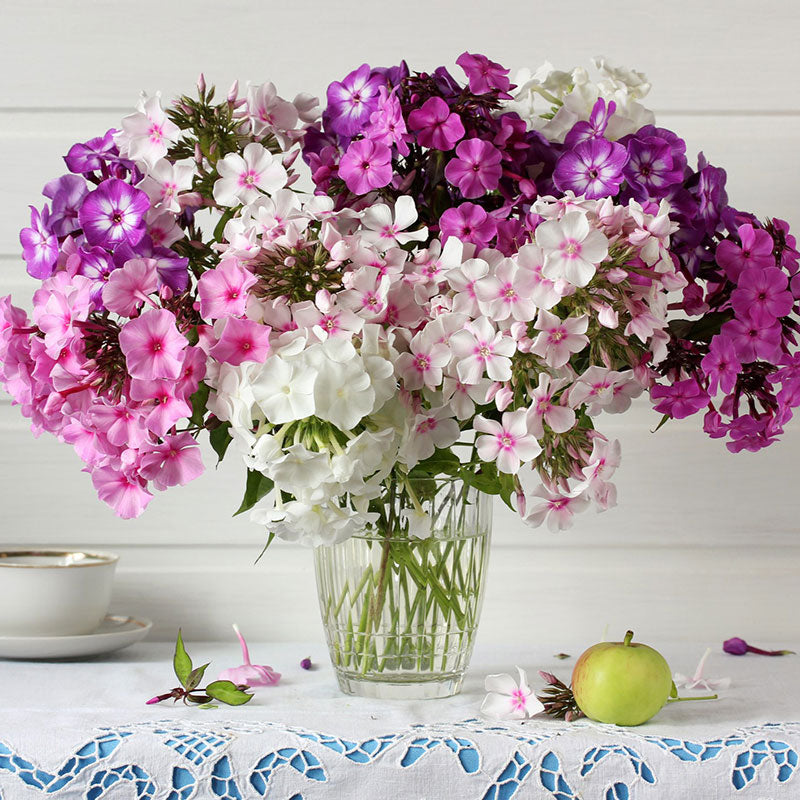 Phlox tall mix large red blooms with green foliage under a sunny sky.