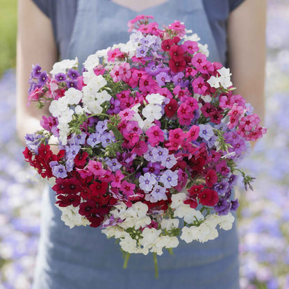 Phlox tall mix vibrant mixed color blooms held in a bouquet against a soft backdrop.