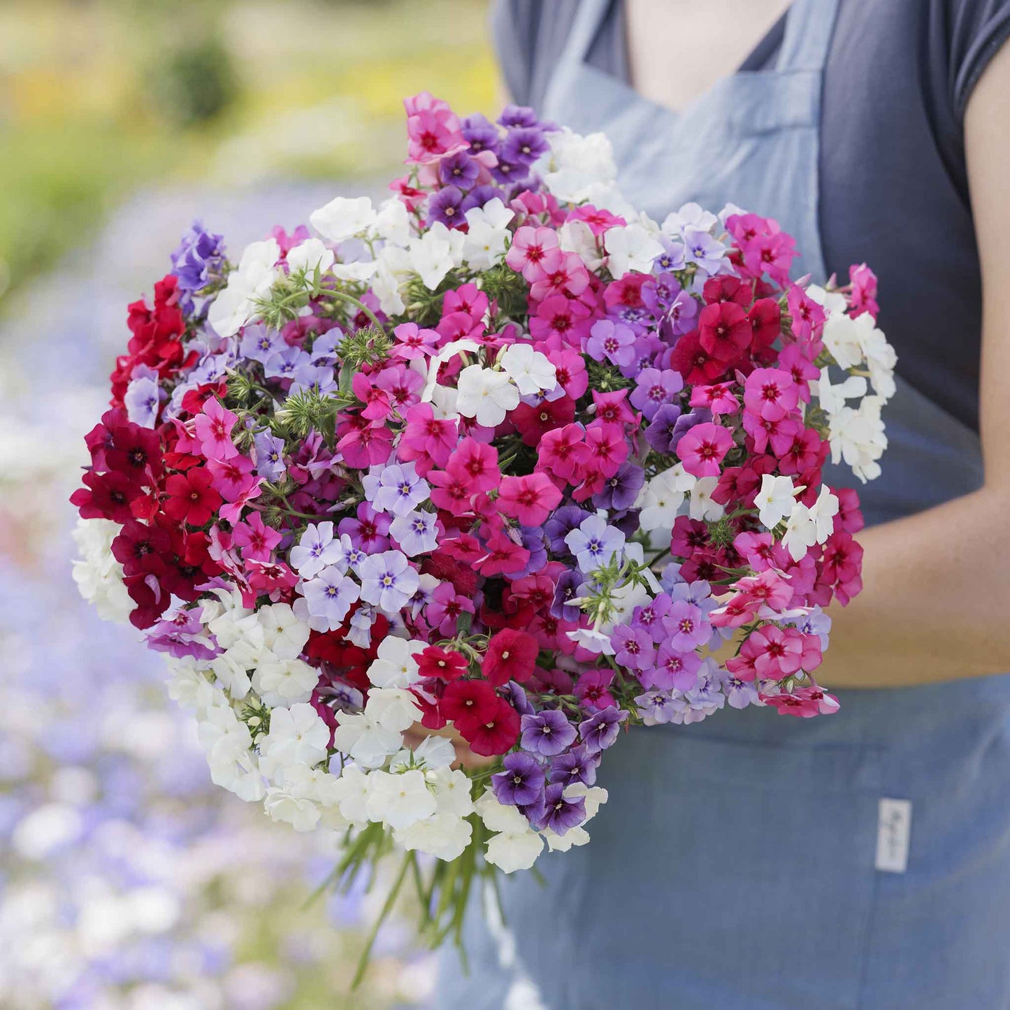 Phlox tall mix pink and white blooms held in a bouquet against a soft backdrop.
