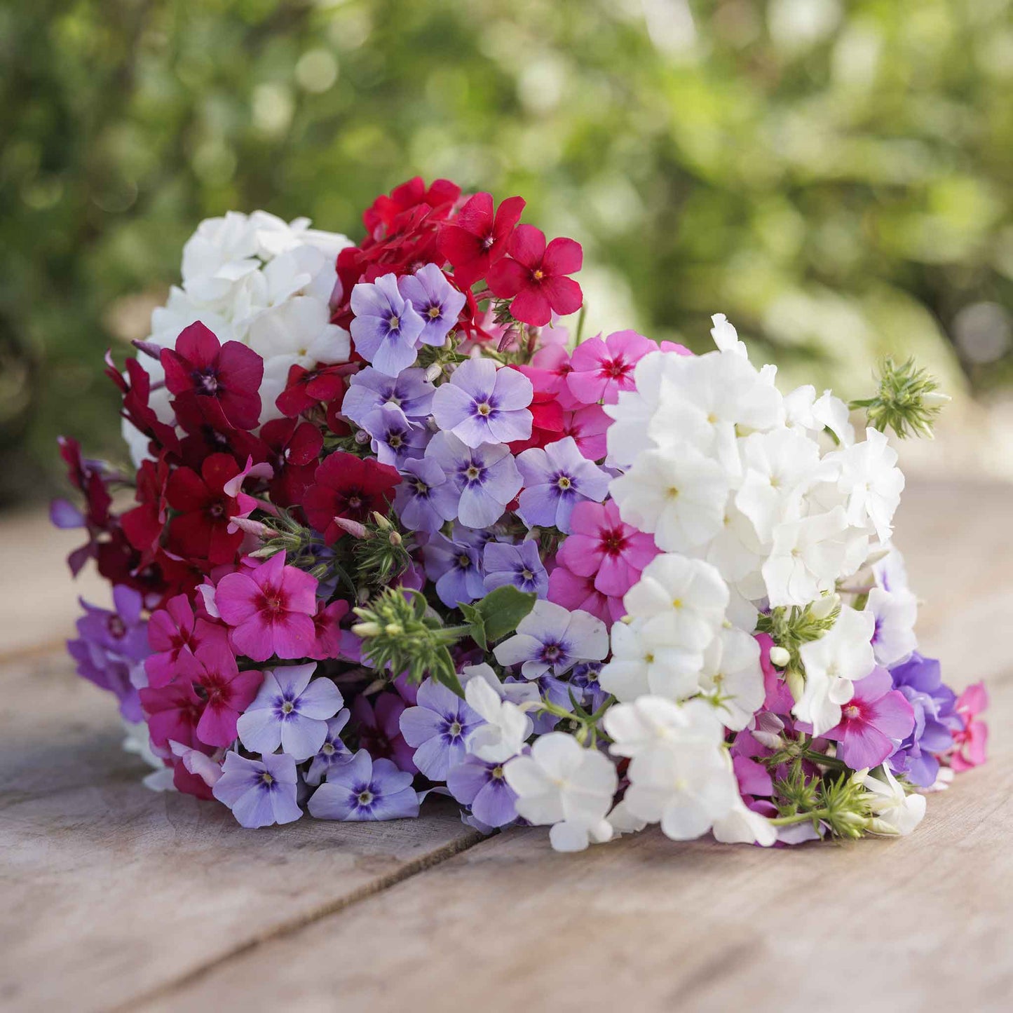 Phlox tall mix pink, purple and white blooms in a vase on a sunny table.