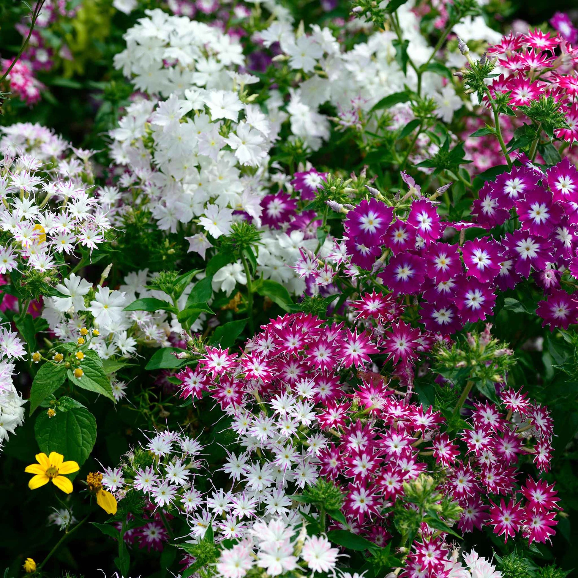 Phlox twinkle mix pink, purple and white blooms massed in a sunny garden border.