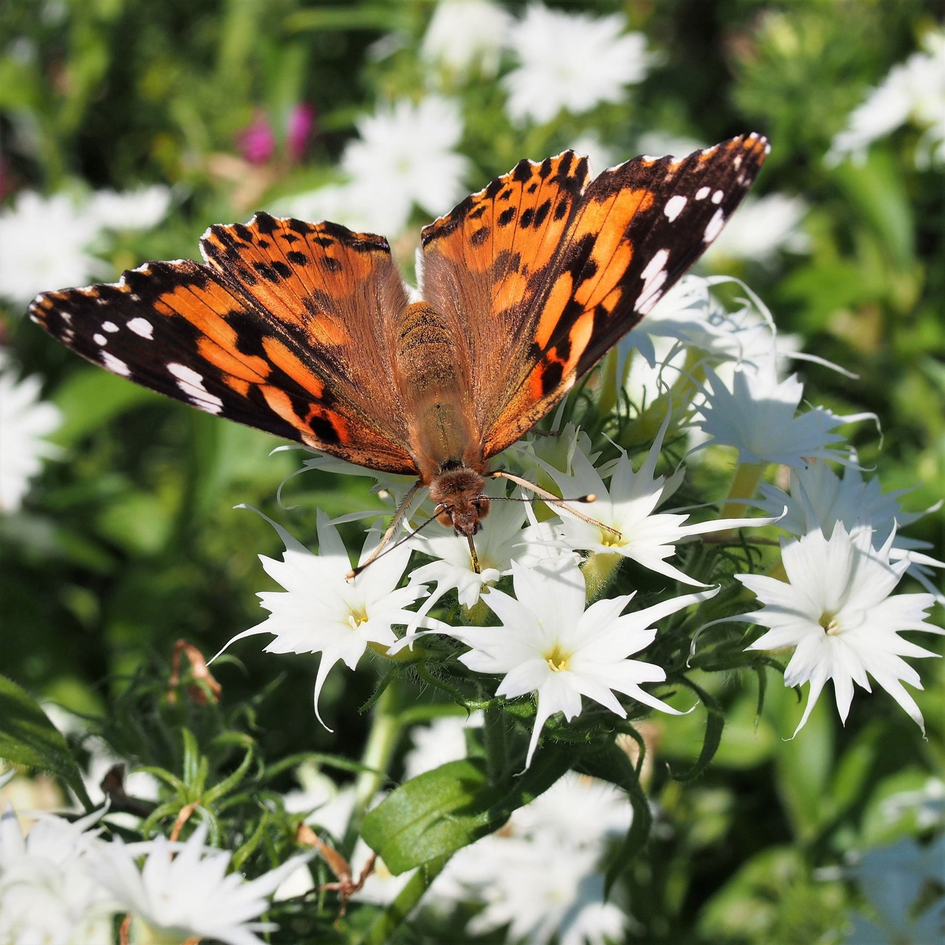 Twinkle mix phlox white and pink star-shaped blooms with a butterfly visitor in a garden.