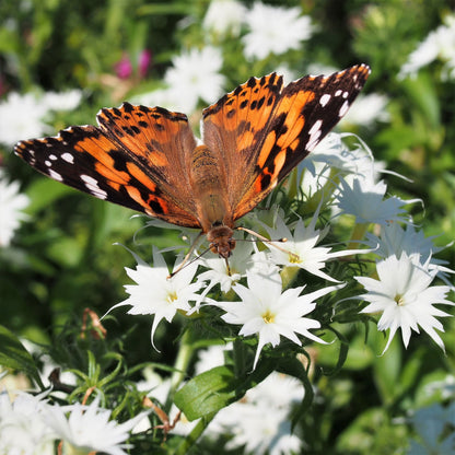 Twinkle mix phlox white and pink star-shaped blooms with a butterfly visitor in a garden.