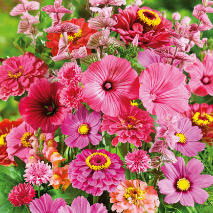 A view of the variety of colors in the Pink Perfection Flower Seed Mix