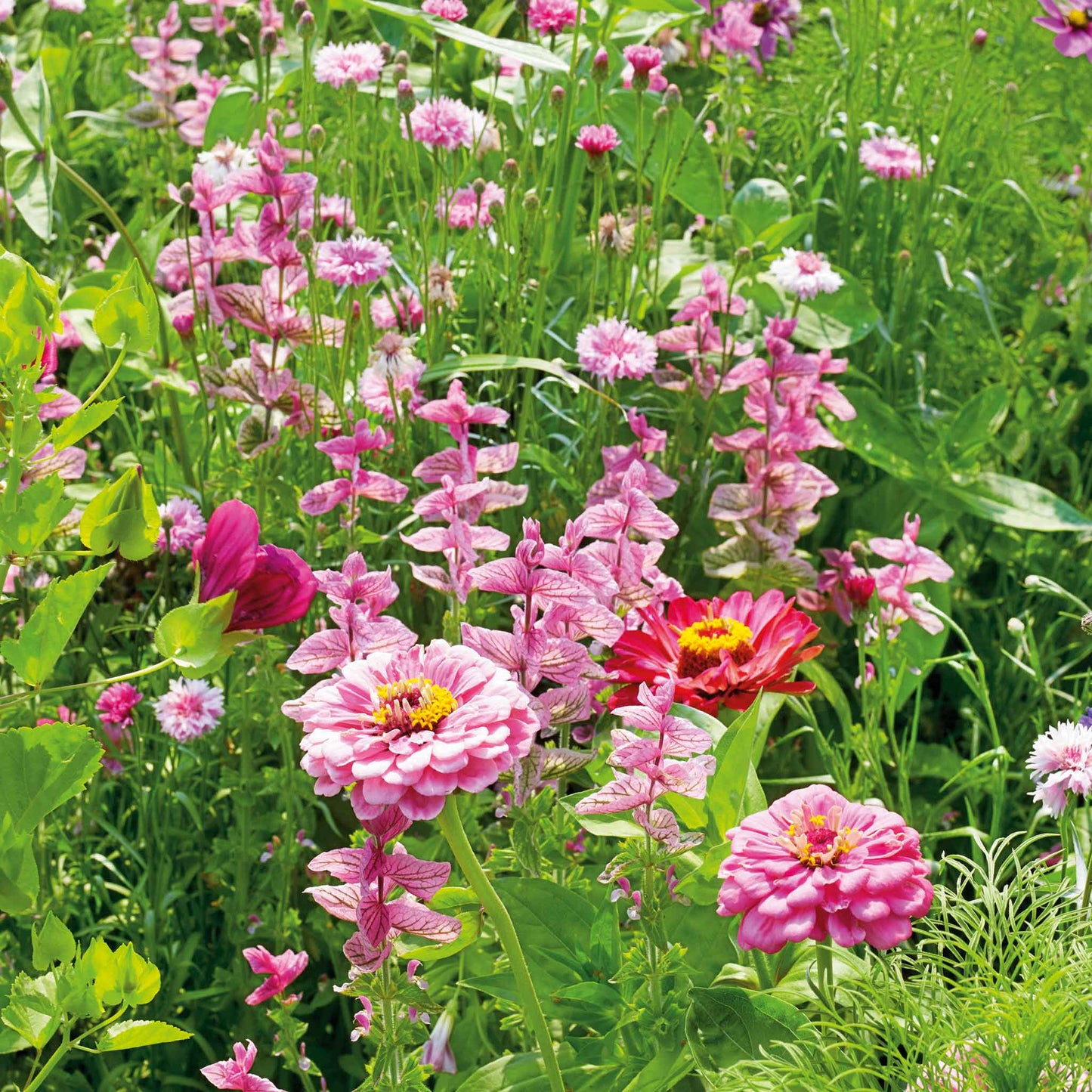 A view of the variety of colors in the Pink Perfection Flower Seed Mix