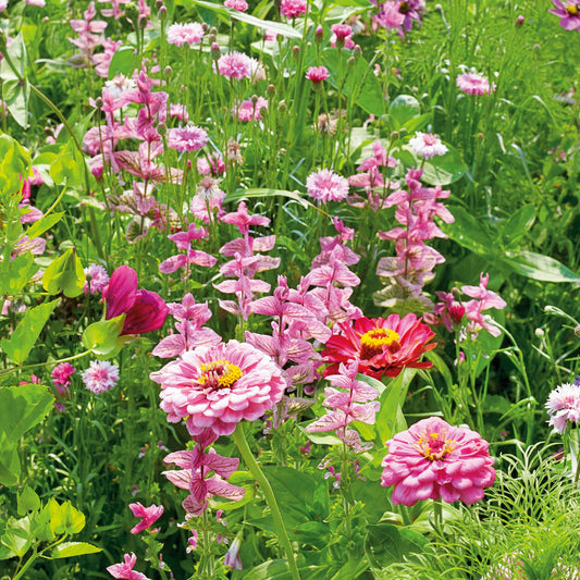 Pink Perfection Flower Mix growing outdoors, showing pink coloring and flower form, mature blooms, and garden foliage.