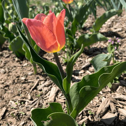 Tulip 'All Season Pink Mix'