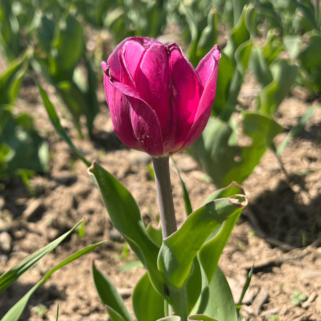 Tulip 'All Season Pink Mix'