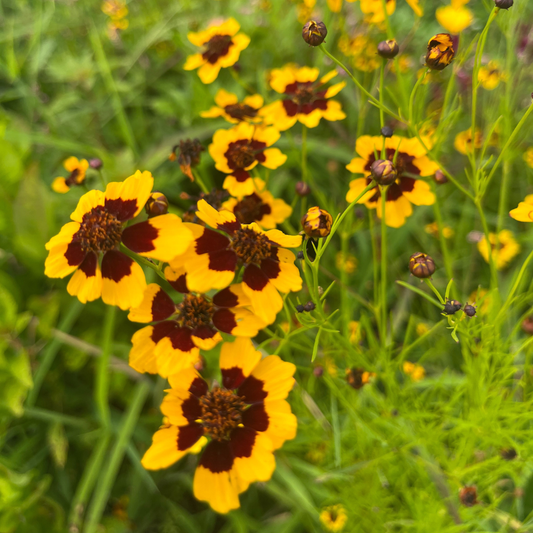 Plains Coreopsis – flower seed variety