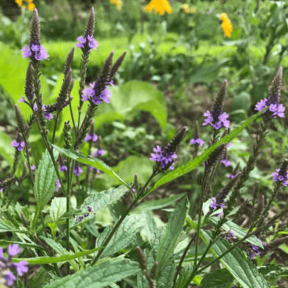 Blue Vervain - PollinateHV Local Ecotype