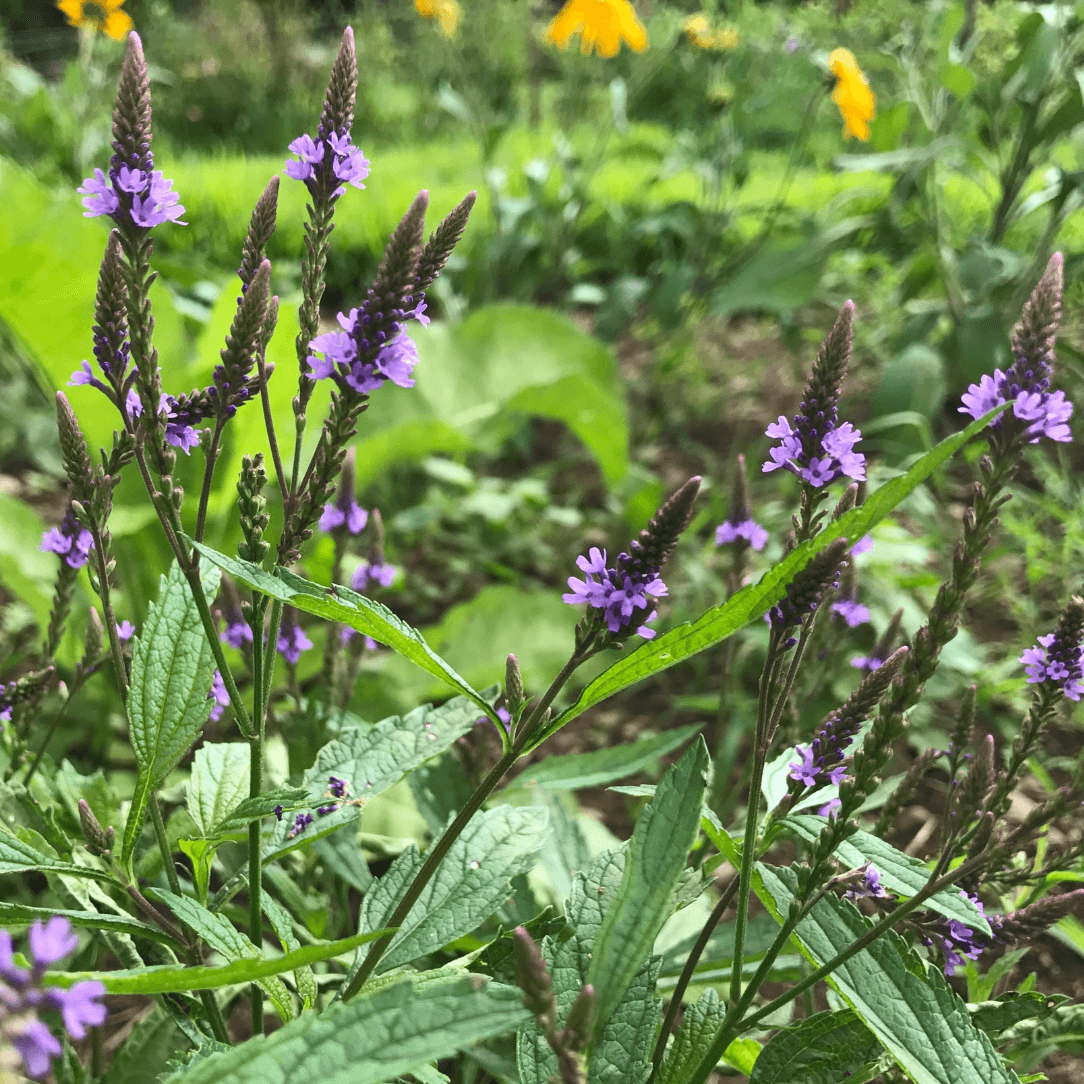 Blue Vervain - PollinateHV Local Ecotype Seedling