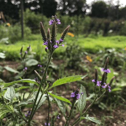 Blue Vervain - PollinateHV Local Ecotype Seedling