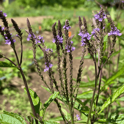 Blue Vervain - PollinateHV Local Ecotype