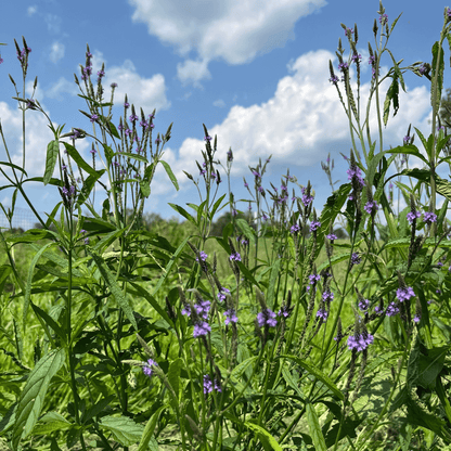 Blue Vervain - PollinateHV Local Ecotype Seedling