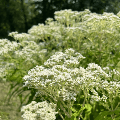 Boneset - PollinateHV Local Ecotype
