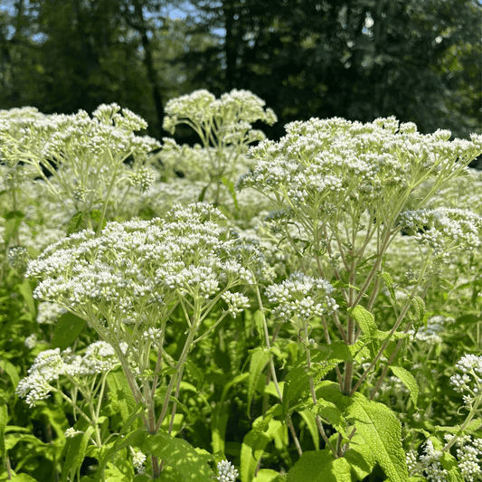 Boneset - PollinateHV Local Ecotype – flower seed variety