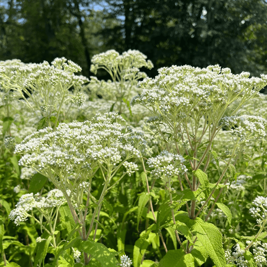 Boneset - PollinateHV Local Ecotype Seedling