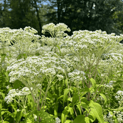 Boneset - PollinateHV Local Ecotype Seedling