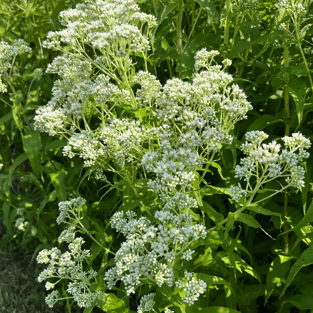 Boneset - PollinateHV Local Ecotype Seedling