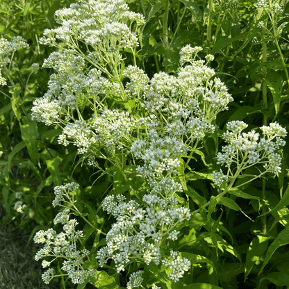 Boneset - PollinateHV Local Ecotype Seedling