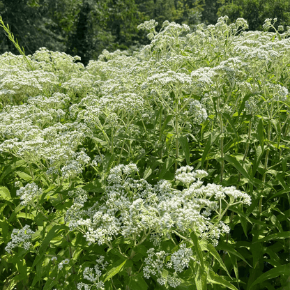 Boneset - PollinateHV Local Ecotype Seedling