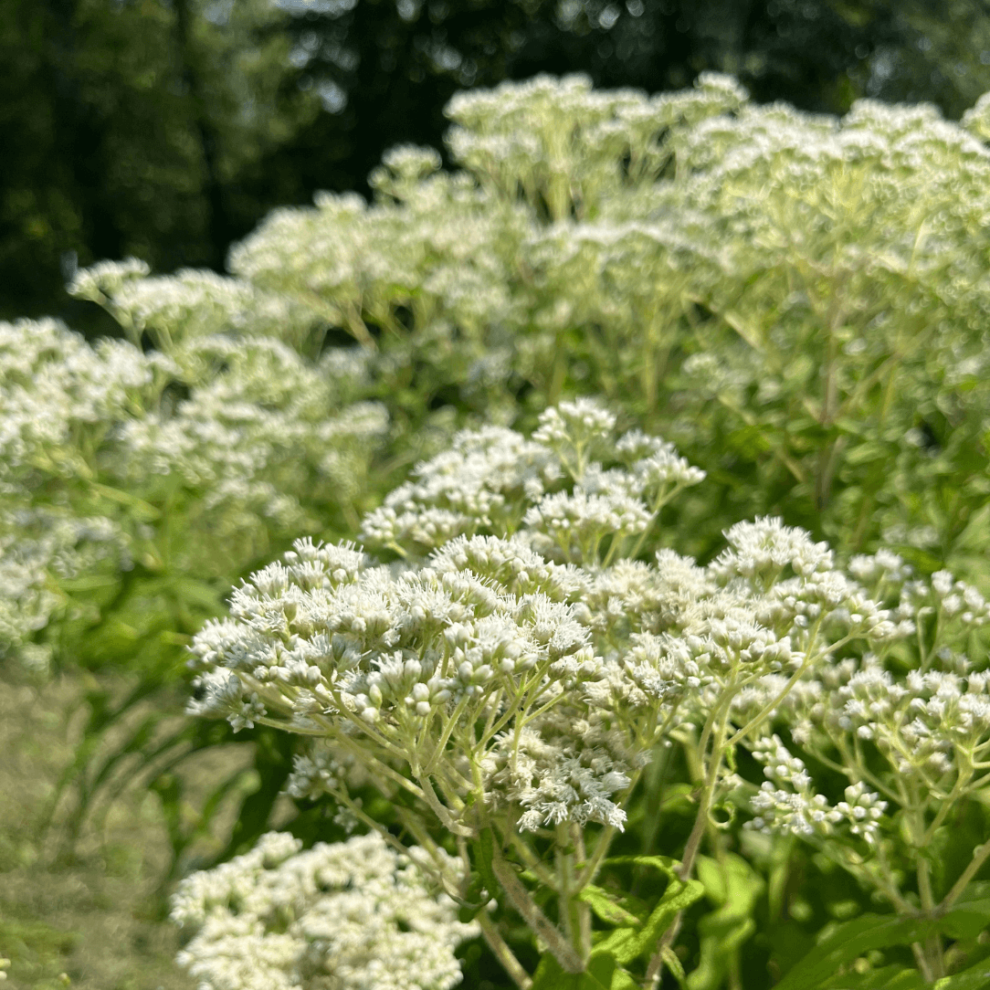 Boneset - PollinateHV Local Ecotype Seedling