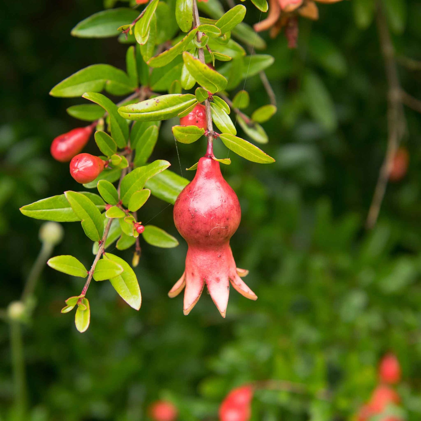 A close-up of a small, dwarf pomegranate fruit hanging from a branch with green leaves and a blurred background.