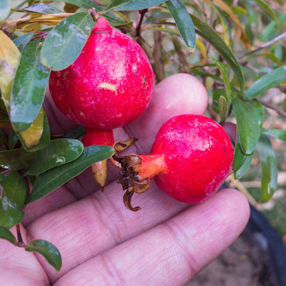 A close-up of a dwarf pomegranate plant with ripe red fruit and green leaves.
