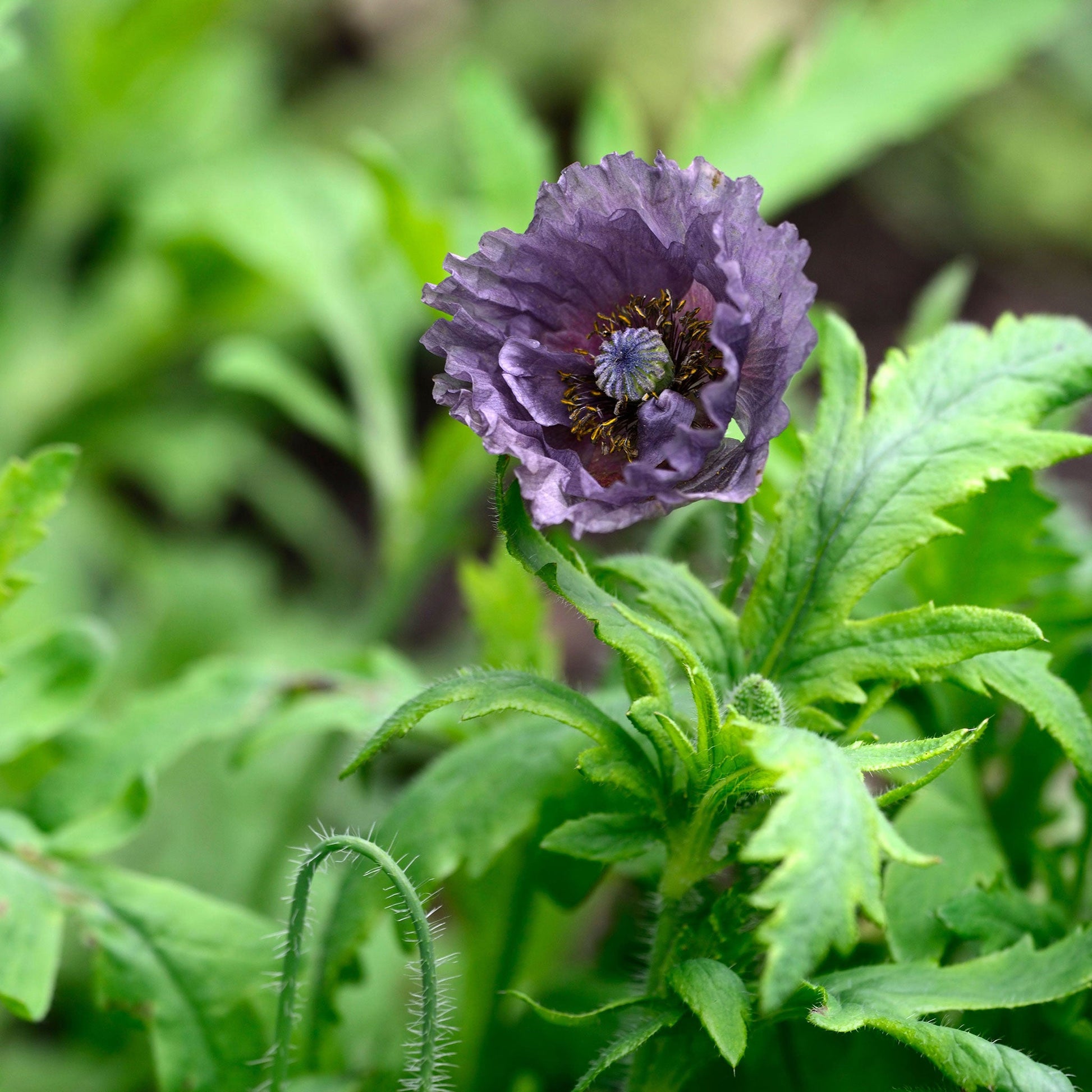 Dark purple Poppy Shirley Amazing Grey single bloom against a bright green background