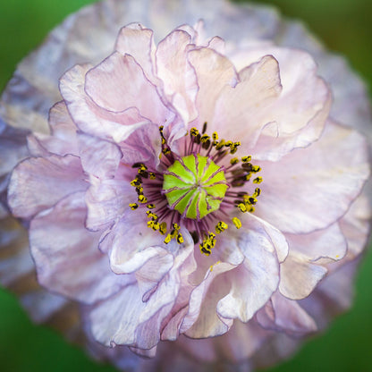 Pale grey-pink Poppy Shirley Amazing Grey ruffled flower on a blurred background