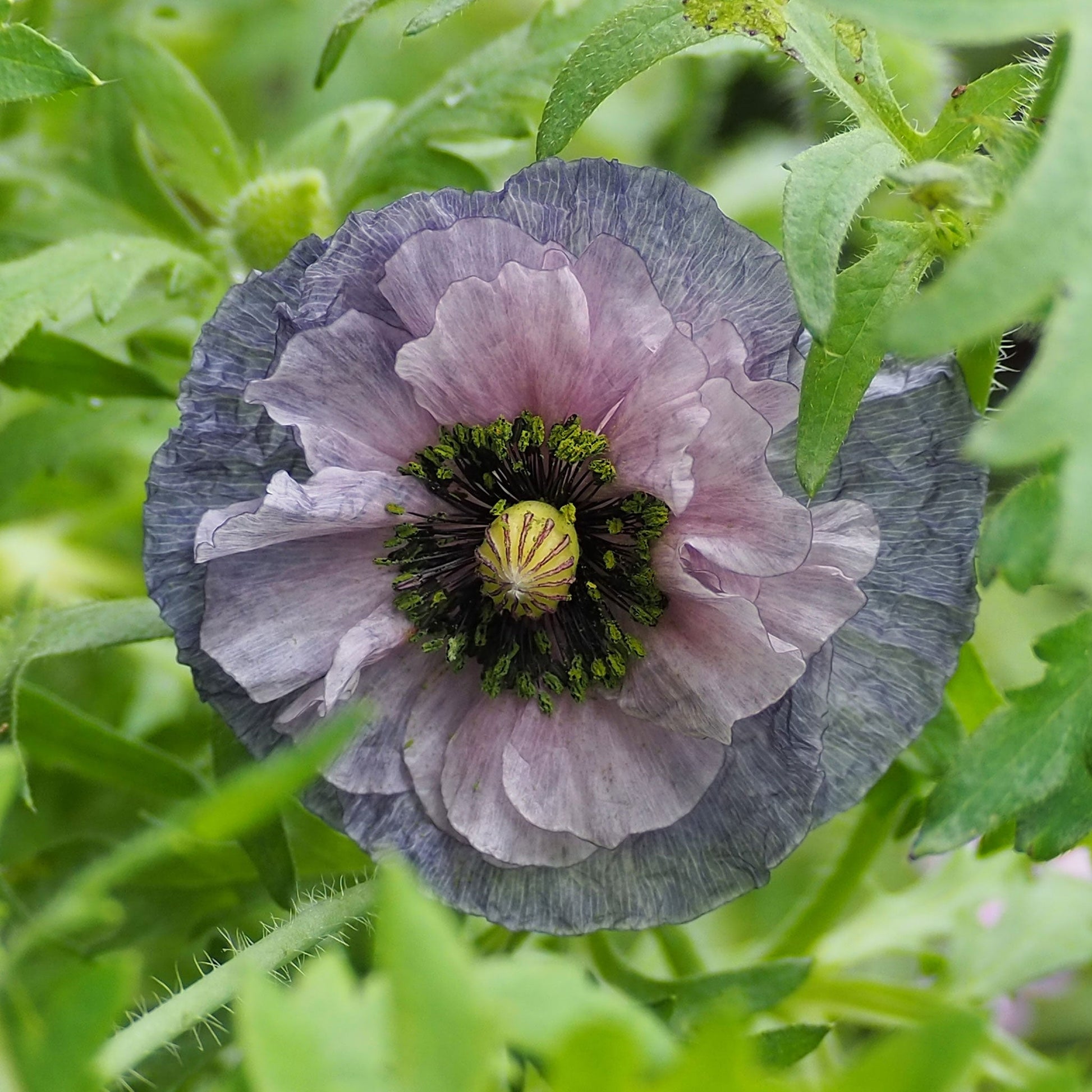 Grey Poppy Shirley Amazing Grey ruffled bloom against a bright green background