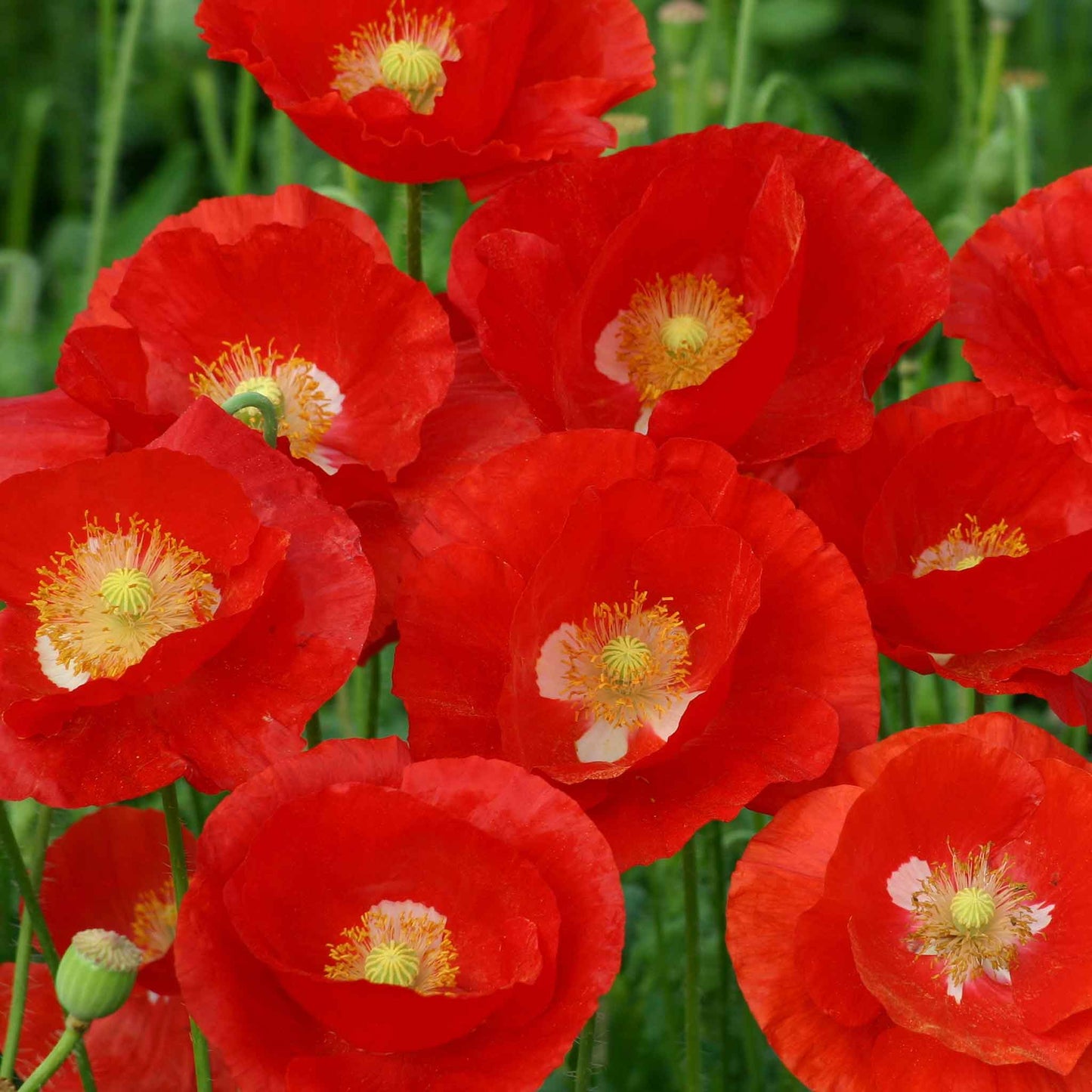 Bright red Poppy American Legion flowers with green leaves on a green background