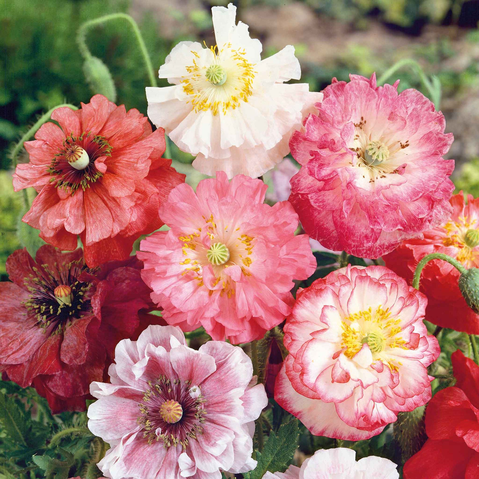 Mixed orange, red, and pink Poppy Angels Choir Mix flowers on a green background