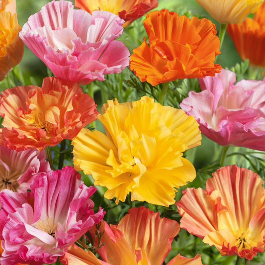 A close-up view of a pink Ballerina Mix Poppy flower with ruffled petals and a yellow center.