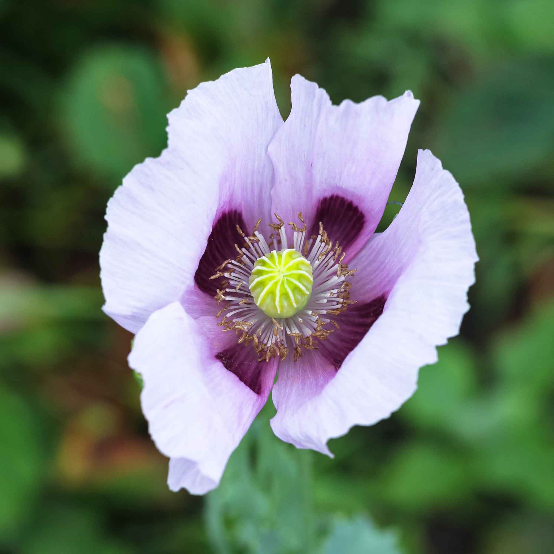 Pale purple Poppy Blue Moon single bloom on a blurred green background