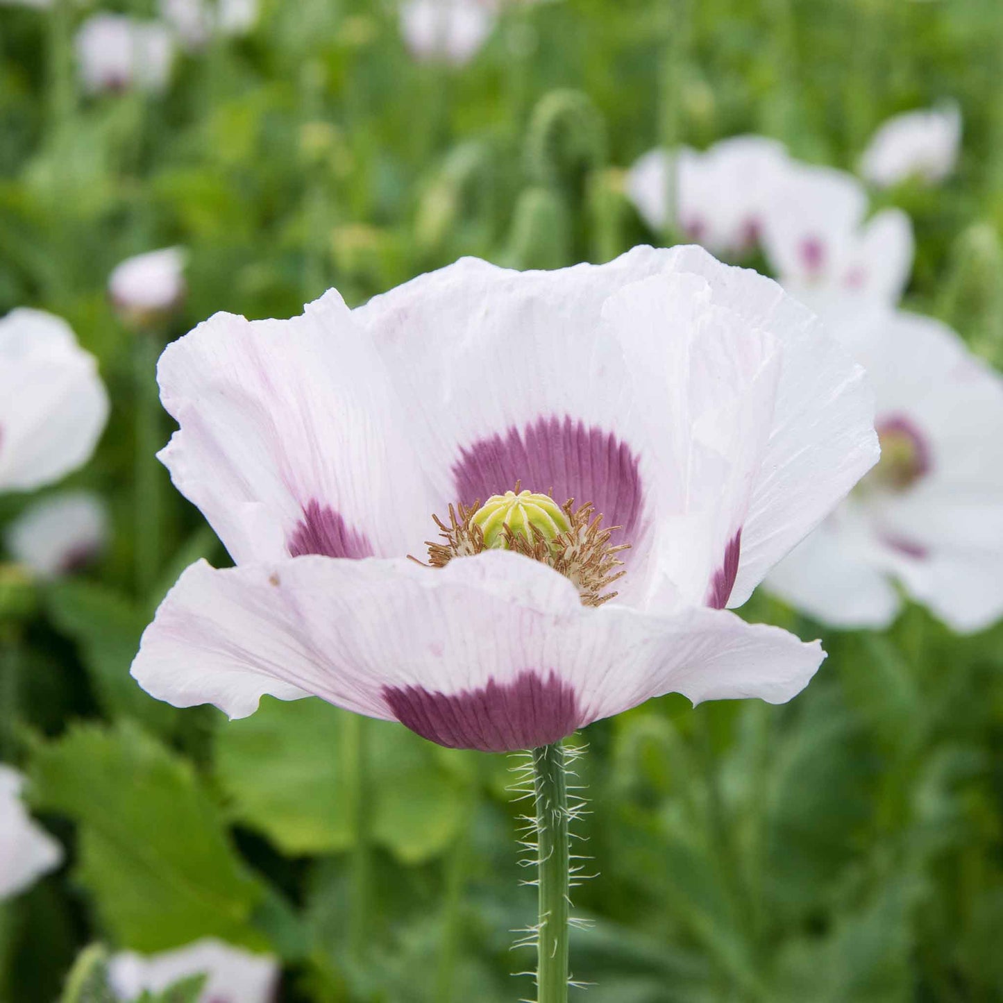 White and pale blue Poppy Blue Moon flowers on a blurred green background